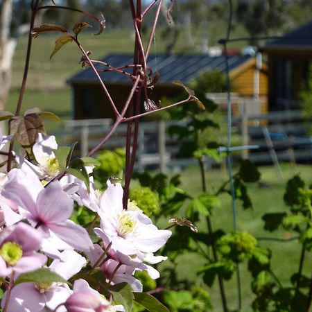Hazelcreek Cottages Exeter Esterno foto